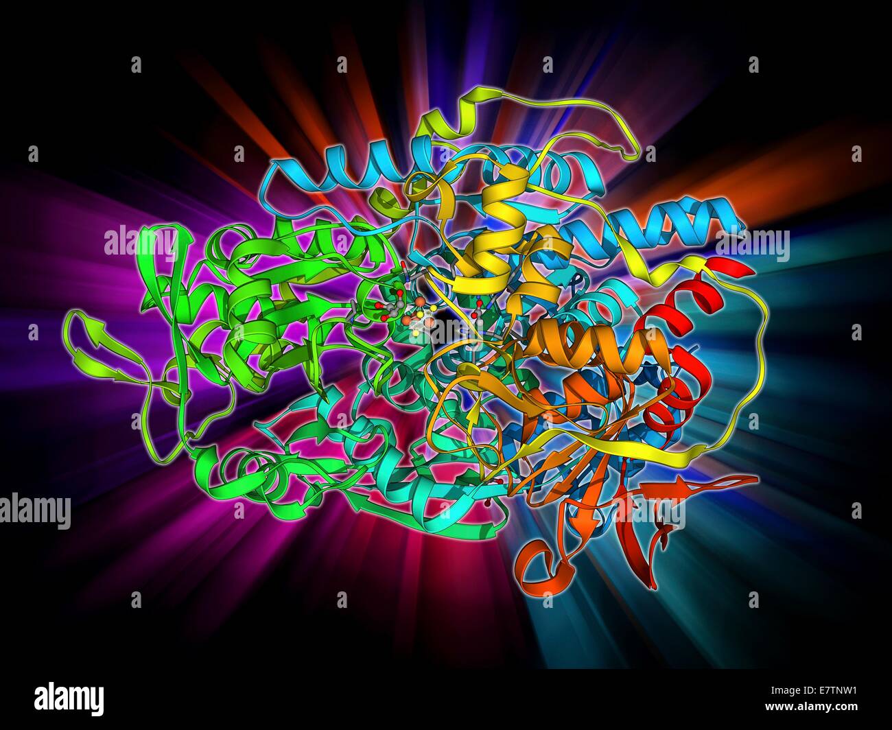 Ironregulatory protein. Molecular model of iron regulatory protein 1
