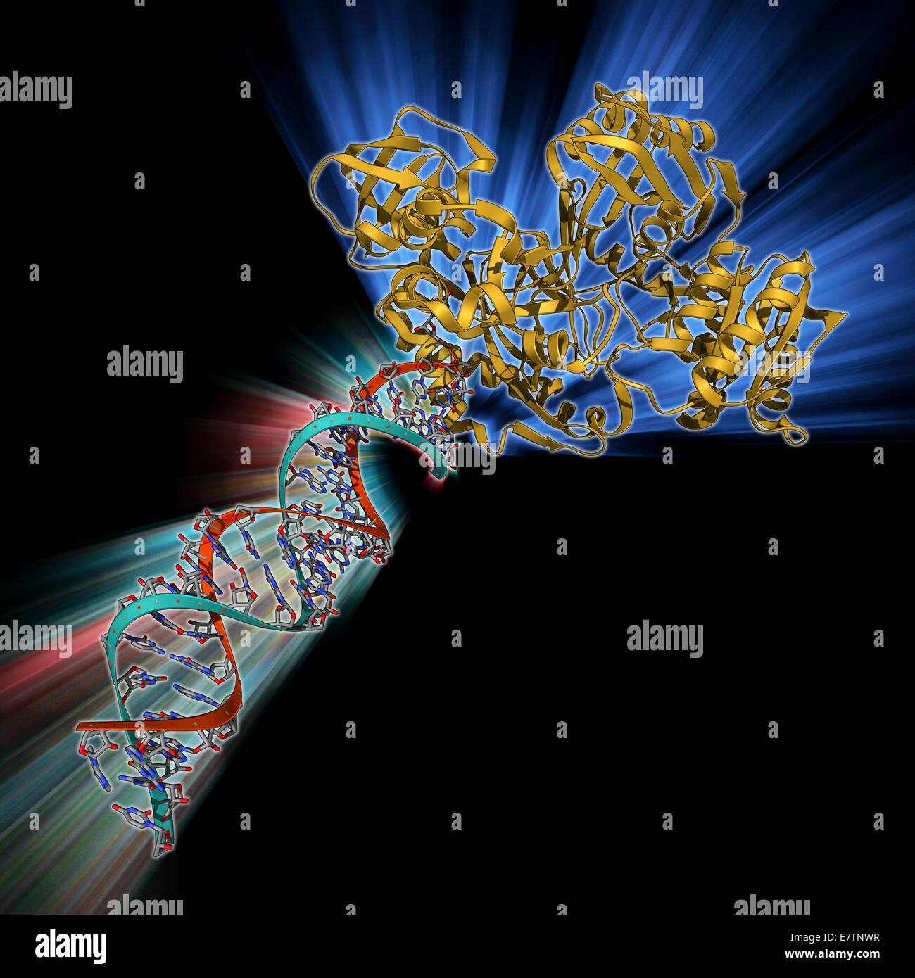 RNA-induced silencing complex (RISC), molecular model. This complex consists of a bacterial argonaute protein (top right) bound to a small interfering RNA (siRNA) molecule (red and blue). RISC is the multiprotein complex responsible for the gene silencing Stock Photo