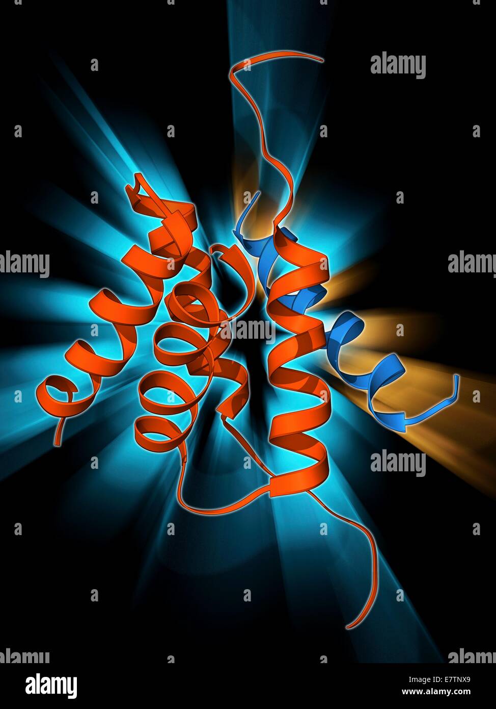 Protein kinase regulatory subunit. Molecular model of a regulatory subunit from cAMP-dependent protein kinase bound to. This enzyme is also known as protein kinase A (PKA). Protein kinase enzymes modify other proteins by chemically adding phosphate groups Stock Photo