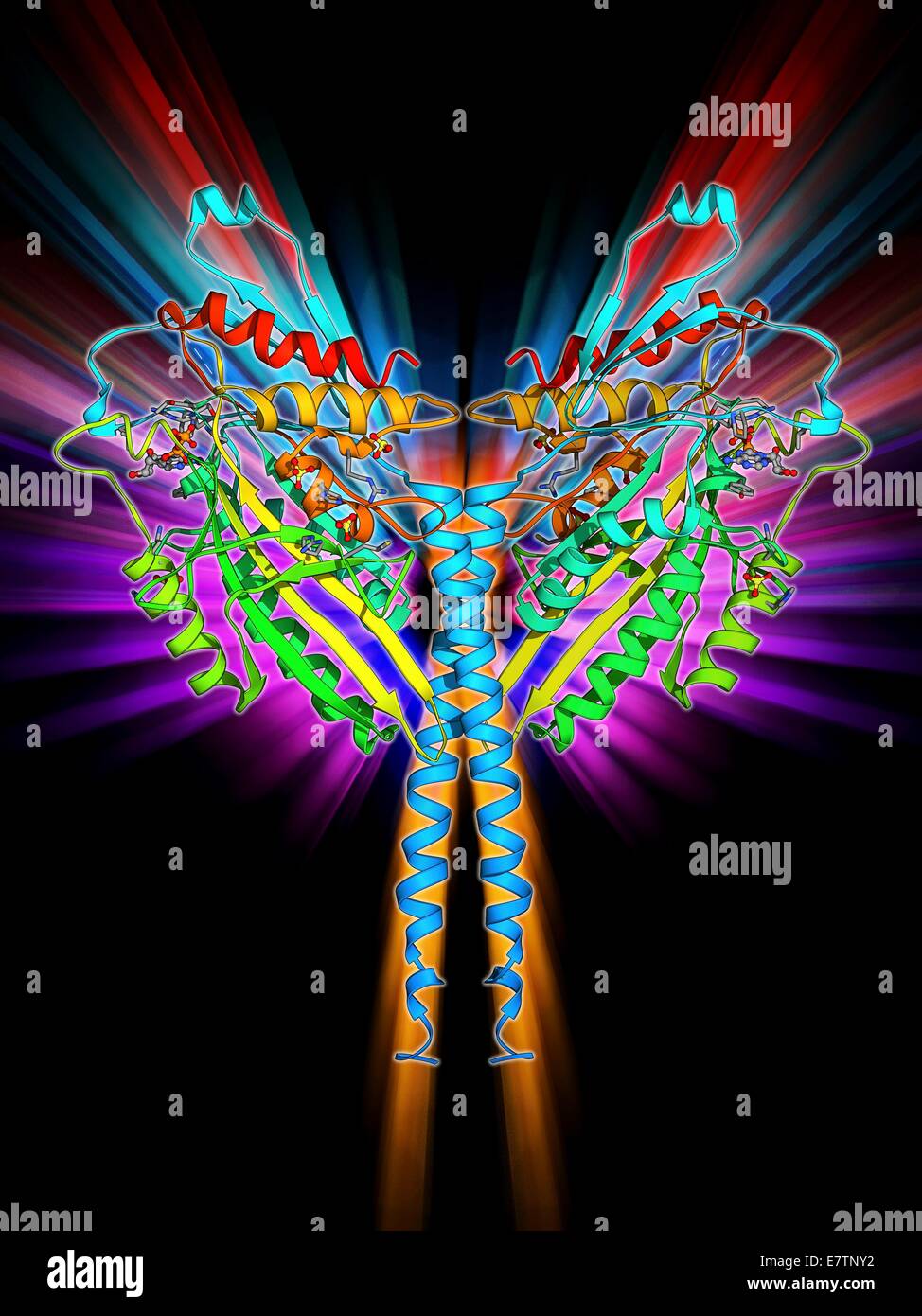 Kinesin motor protein. Molecular model of the ncd kinesin motor protein. Kinesin motor proteins transport vesicles containing intracellular cargo around the cell along microtubules. Stock Photo