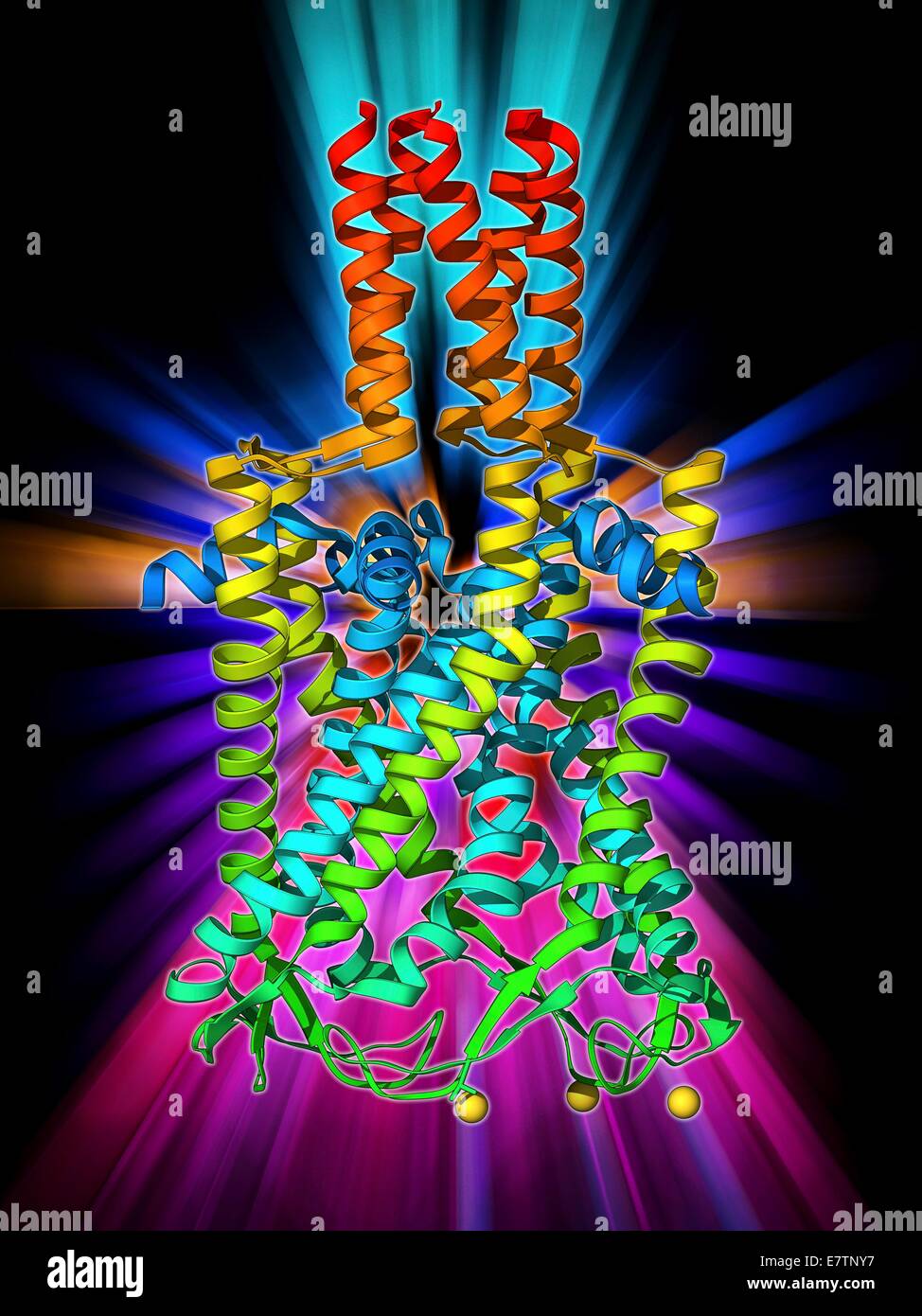 MscL ion channel protein structure. Molecular model of a mechanosensitive channel of large conductance (MscL) from a Mycobacterium tuberculosis bacterium. MscLs play a critical role in converting physical stress at the cell membrane into an electrochemica Stock Photo