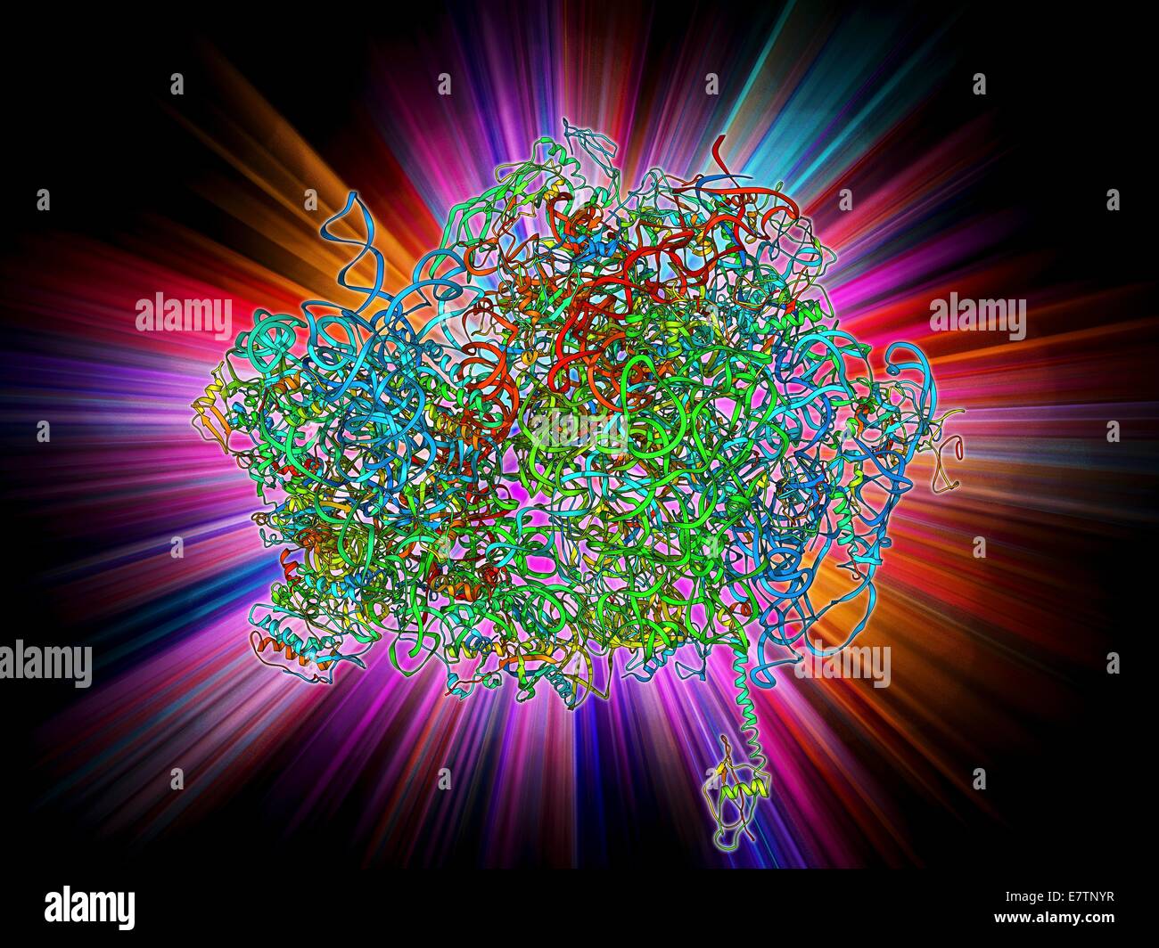 70S ribosome. Molecular model of a 70S ribosome complex containing a Shine-Dalgarno helix, the point of mRNA (messenger ribonucleic acid) binding. Ribosomes are composed of protein and RNA (ribonucleic acid). In bacteria each ribosome consists of a small Stock Photo