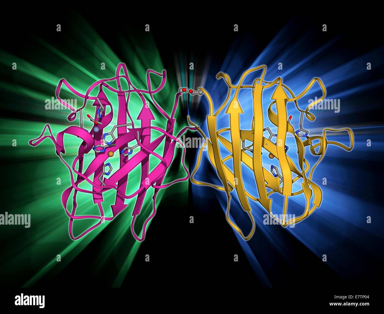 Copper, zinc superoxide dismutase enzyme, molecular model. This enzyme
