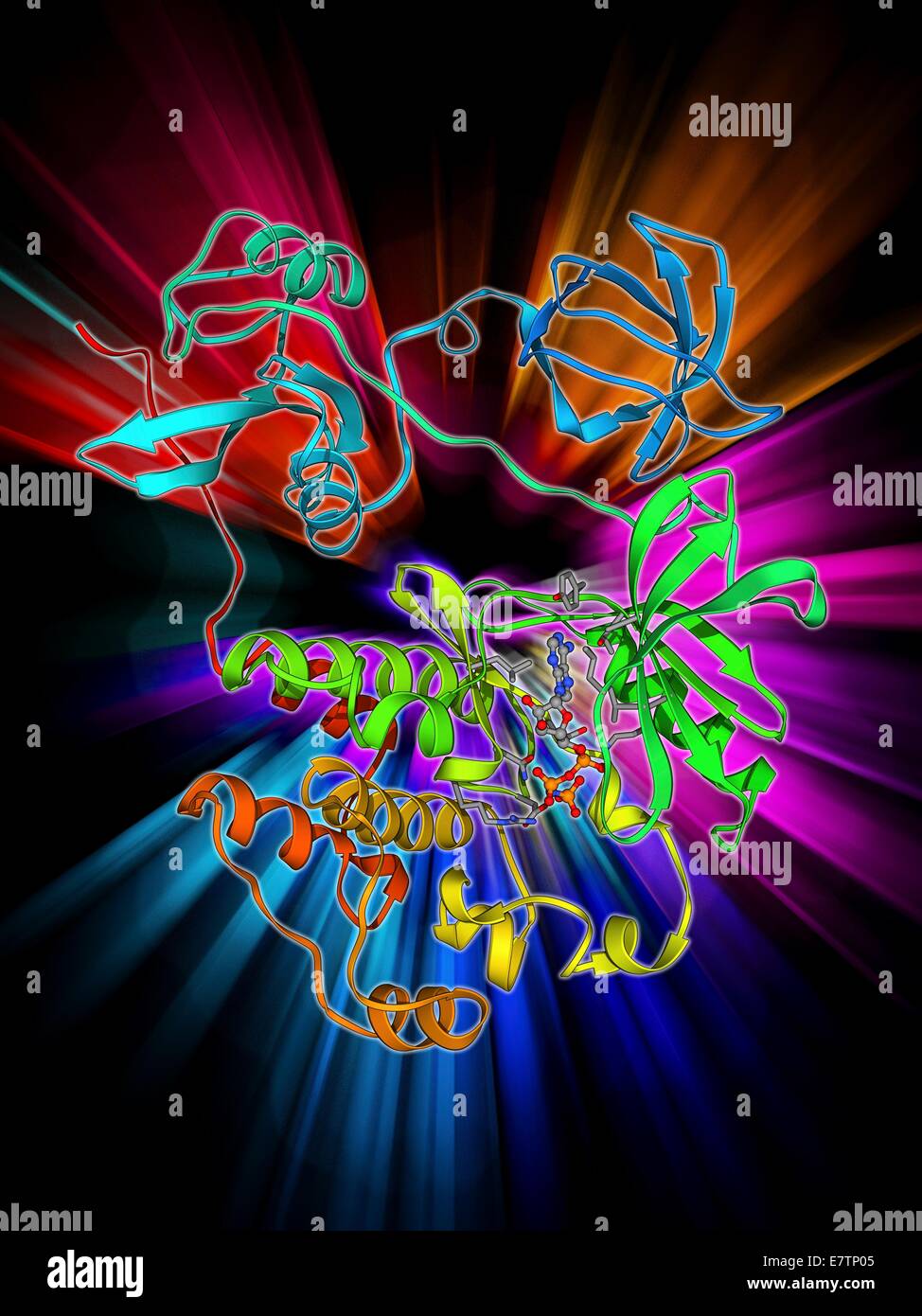 Src protein, molecular model. Src is a tyrosine kinase, a signalling protein in cells that has the ability to 'turn on' protein synthesis and cellular growth. Stock Photo