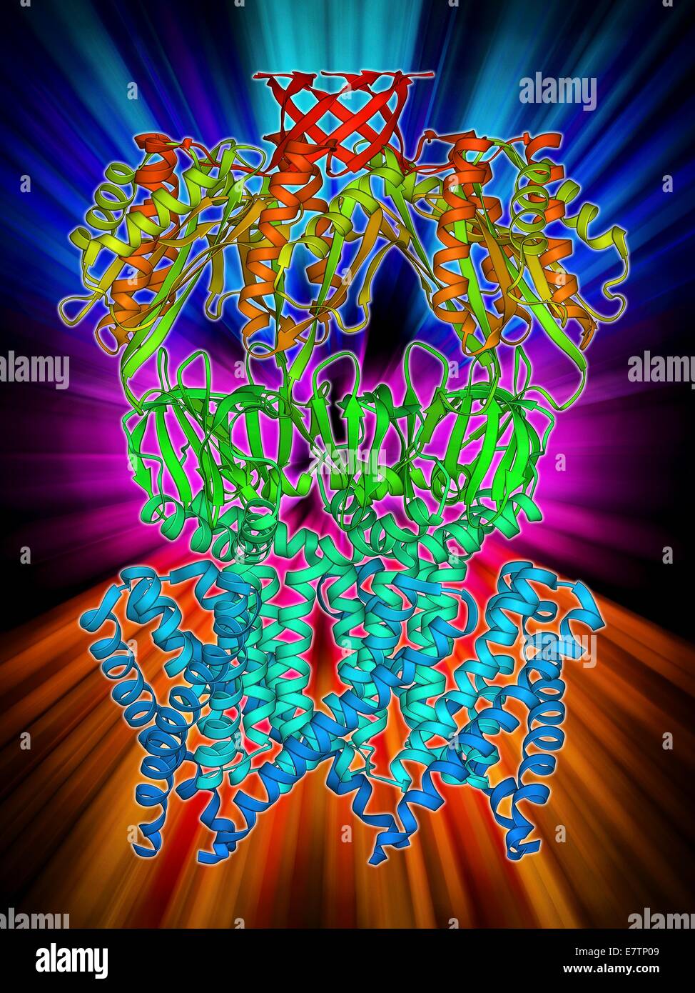 MscS ion channel protein structure. Molecular model of a mechanosensitive channel of small conductance (MscS) from an Escherichia coli bacterium. MscSs play a critical role in converting physical stress at the cell membrane into an electrochemical respons Stock Photo