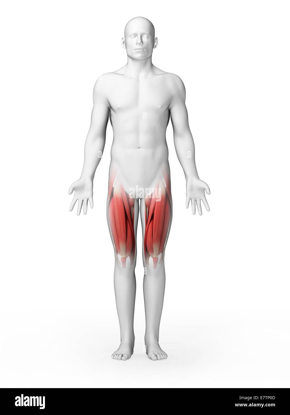 Human upper leg muscles, computer artwork. Stock Photo