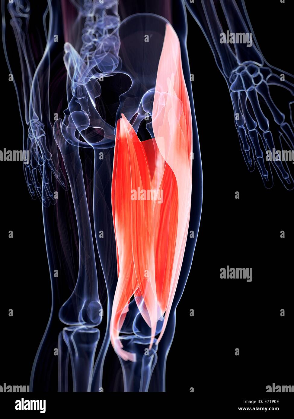 Human upper leg muscles, computer artwork. Stock Photo