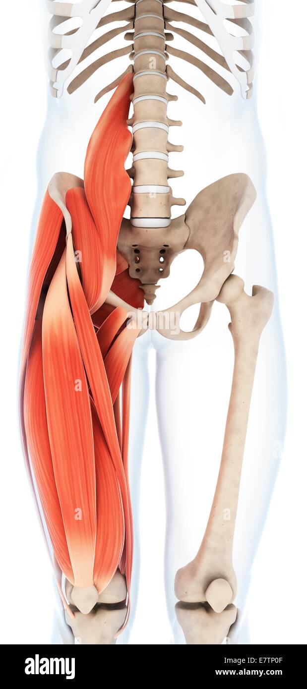 Human upper leg muscles, computer artwork. Stock Photo