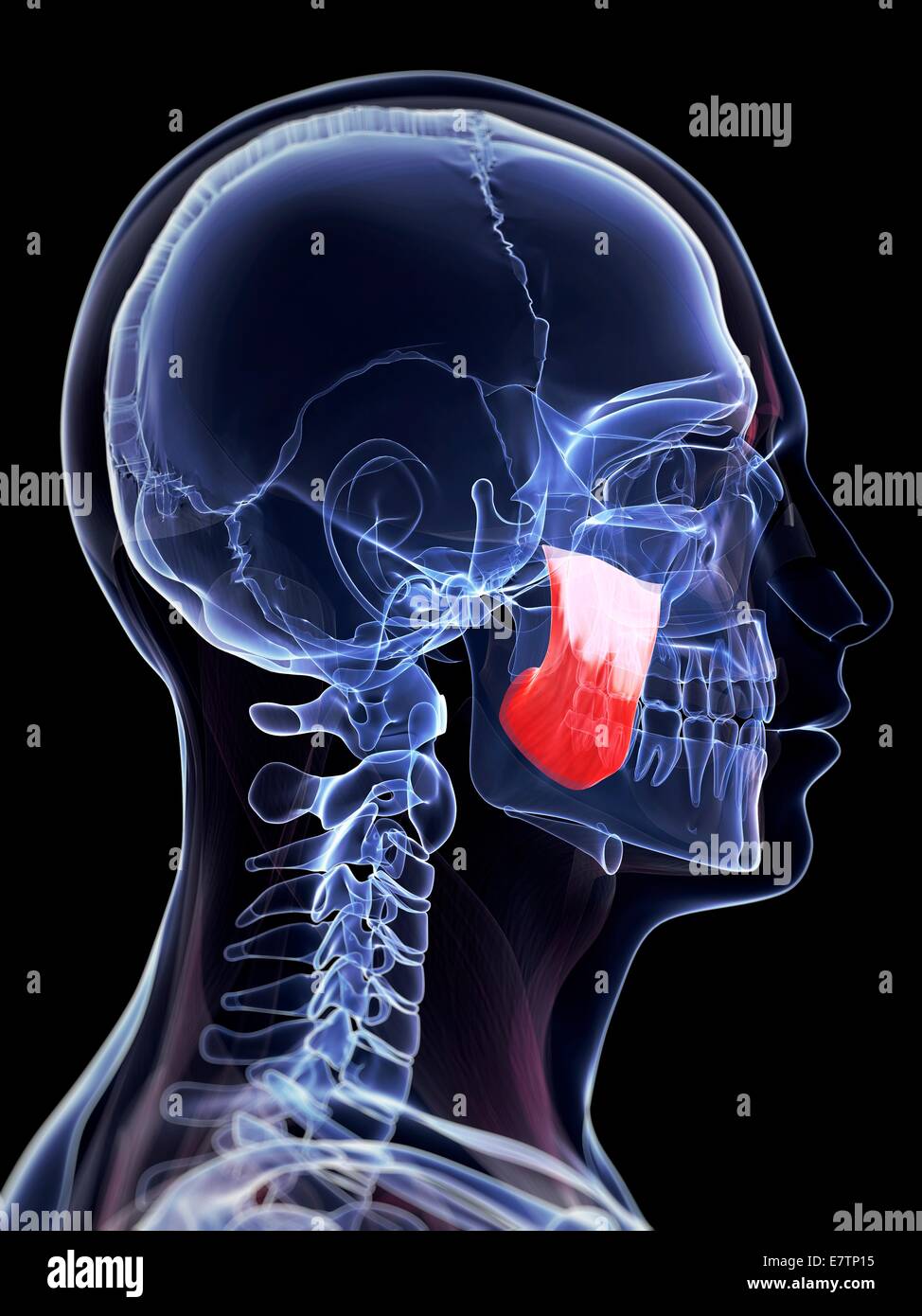 External Masseter Superior masseter hi-res stock photography and images - Alamy