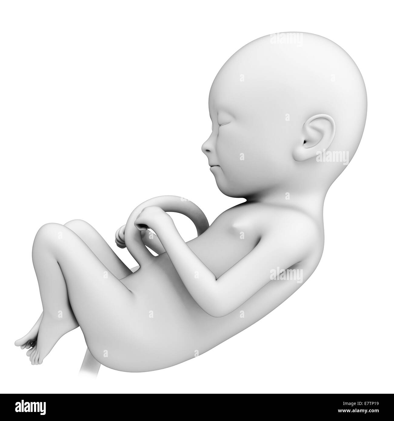 5 Month Fetus High Resolution Stock Photography And Images Alamy