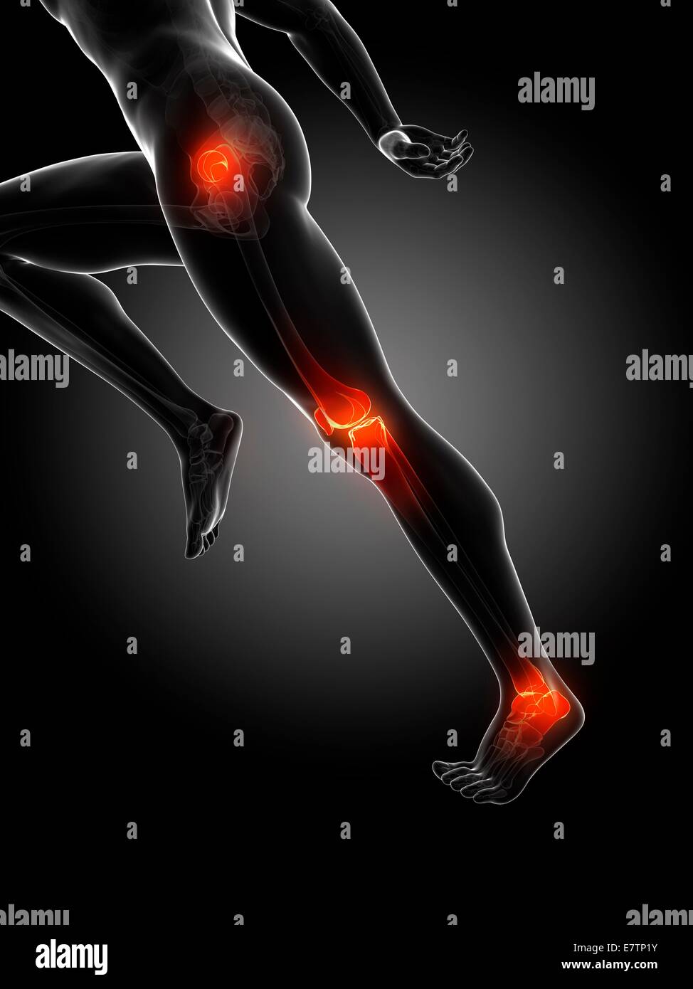 Human anatomy of a runner's joints, computer artwork. Stock Photo