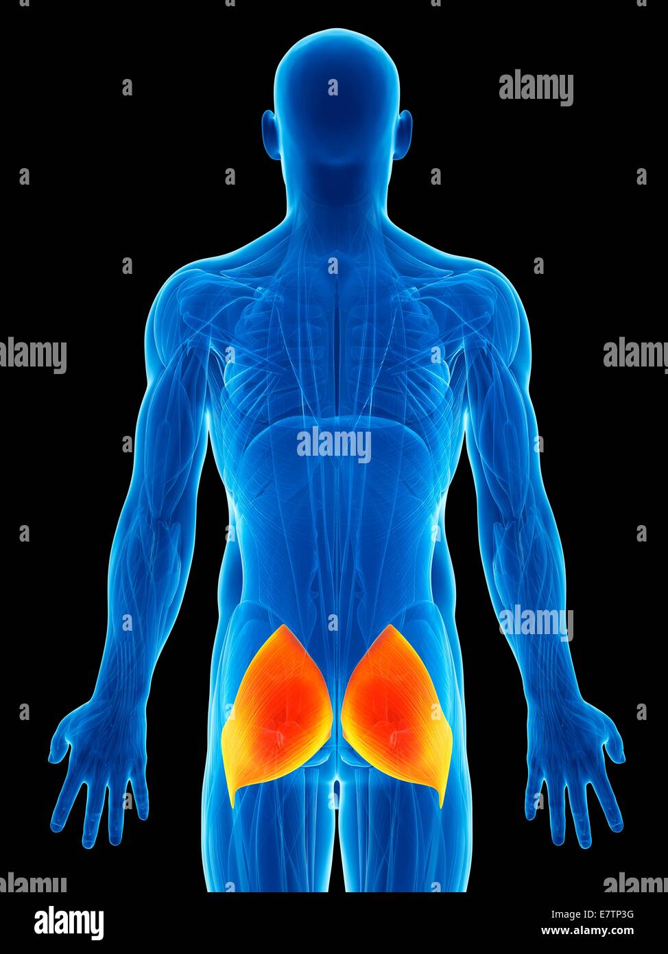 Human buttock muscles (gluteus maximus), computer artwork Stock Photo