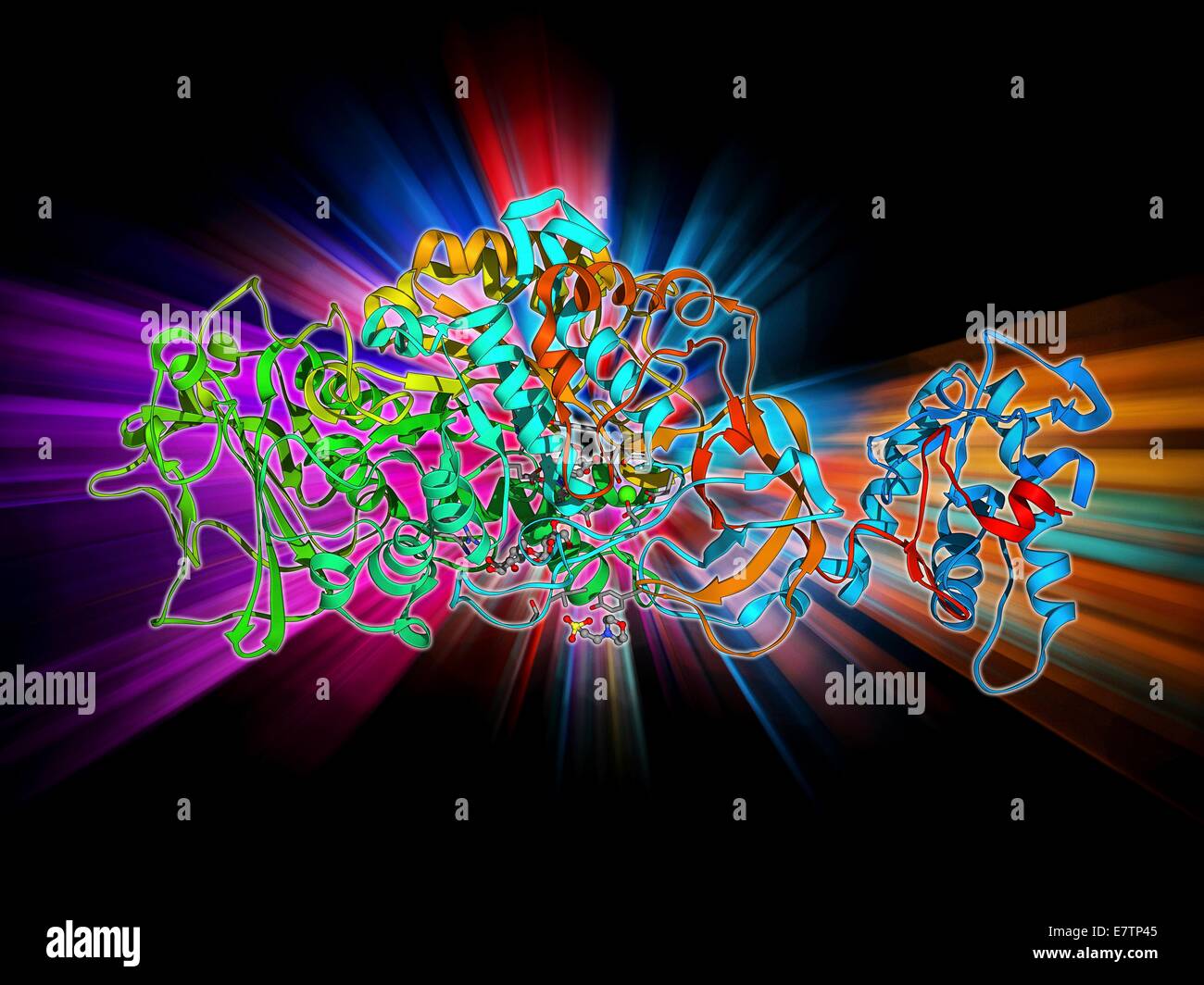 Bacterial biofilm enzyme. Molecular model of the enzyme glucansucrase from the bacterium