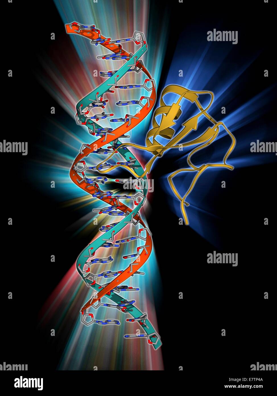 DNA and MECP2 complex. Molecular model of MECP2 (methyl CpG binding protein 2 (Rett syndrome)) bound to the BDNF (brain-derived neurotrophic factor) gene on a strand of methylated DNA (deoxyribonucleic acid, red and blue). MECP2 is a protein that is essen Stock Photo