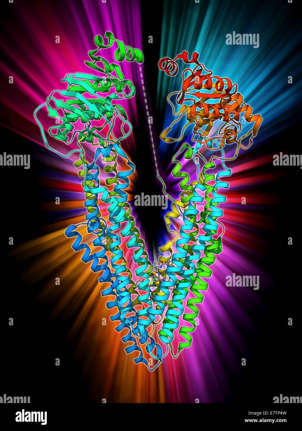 Antibodies and their antigen. Molecular model showing the molecular