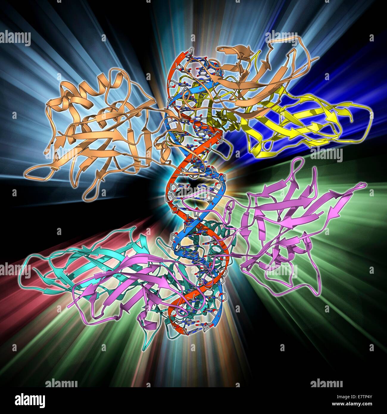 HIV DNA and transcription factor. Molecular model of DNA (deoxyribonucleic acid) from HIV-1 (human immunodeficiency virus type 1) complexed with the transcription factor kappa B. Transcription factors are proteins that bind to specific sequences of DNA an Stock Photo