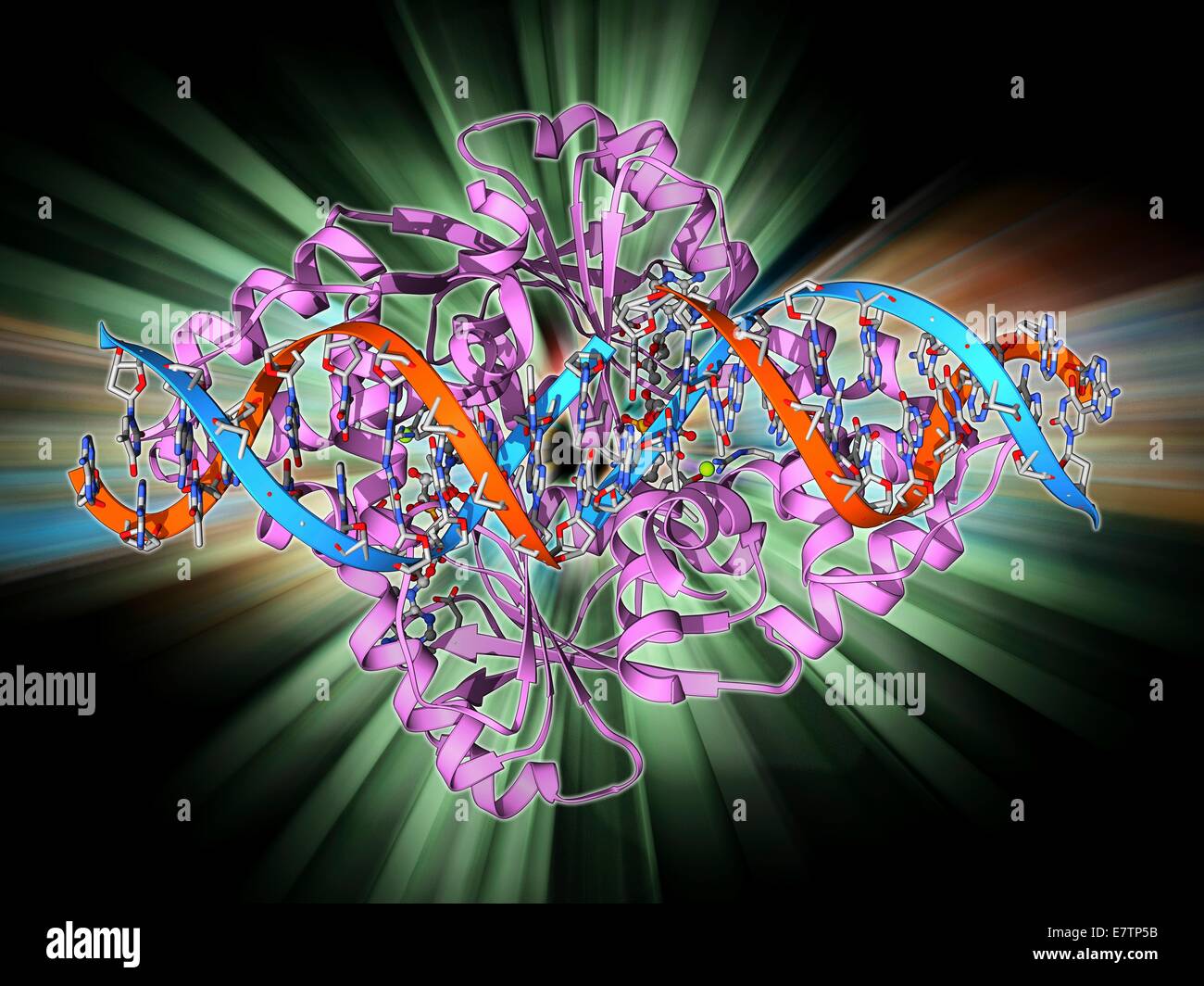 Transcription repressor protein and DNA, molecular model. The repressor protein (green) is binding to a strand of DNA (deoxyribonucleic acid, pink and purple). It acts by physically blocking access to the DNA, preventing the transcription of the genetic i Stock Photo