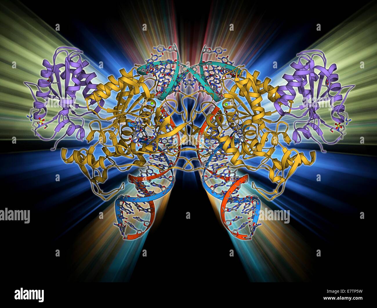 Retroviral intasome molecule. Molecular model of an intasome from a retrovirus complexed with host cell DNA (deoxyribonucleic acid). Intasomes are nucleoprotein complexes of the enzyme integrase and viral DNA. Integrase is used to integrate the viral DNA Stock Photo