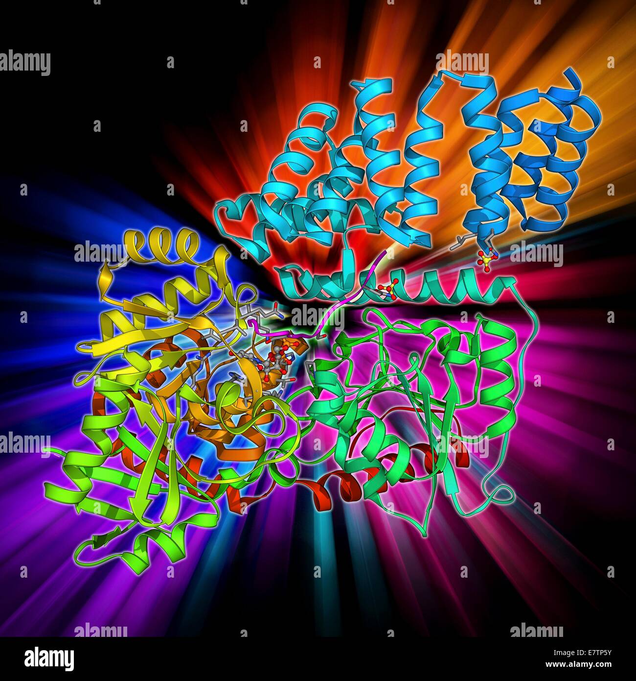 Glycosylation enzyme. Molecular model of the enzyme Nacetylglucosamine