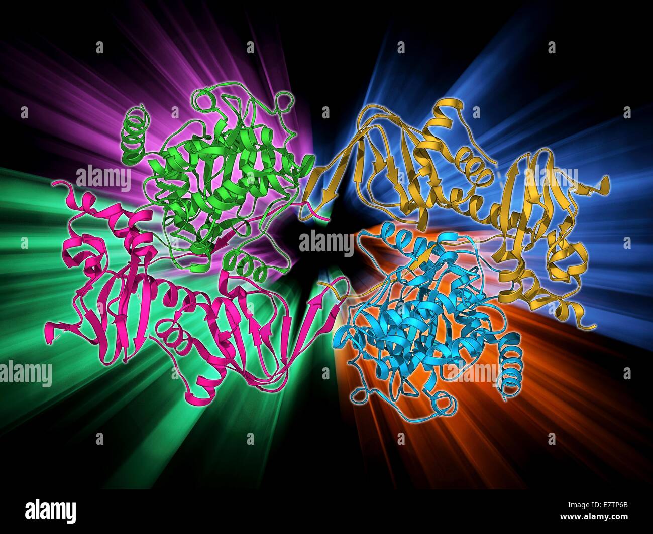 cAMP-dependent protein kinase, molecular model. This enzyme is also known as protein kinase A (PKA). This is the holoenzyme, which consists of two regulatory subunits and two catalytic subunits. Protein kinase enzymes modify other proteins by chemically a Stock Photo