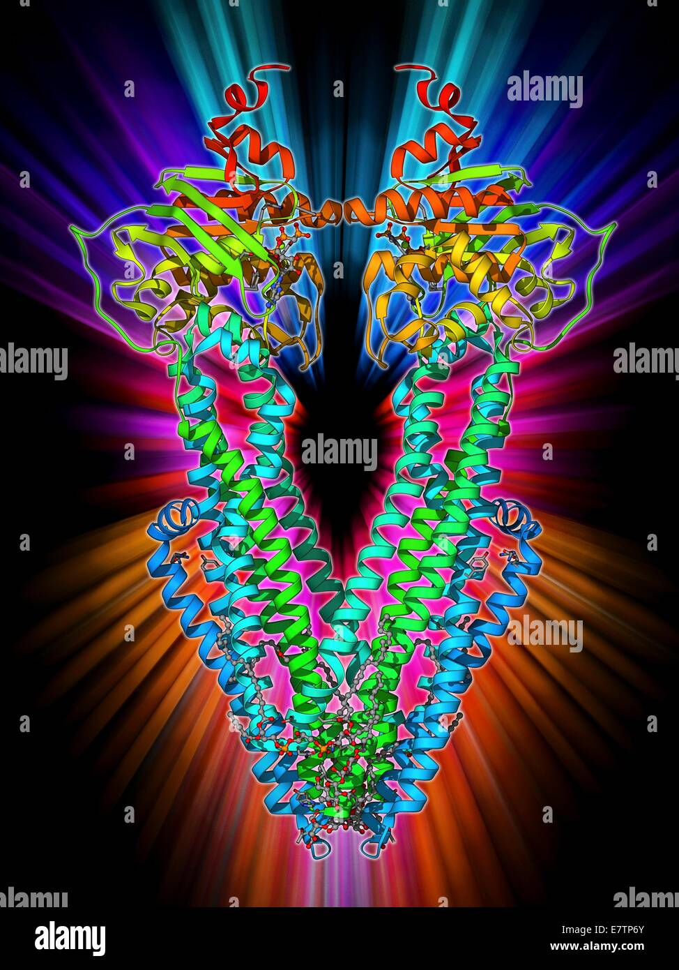 ATP-binding cassette transporter. Molecular model of the human Stock ...
