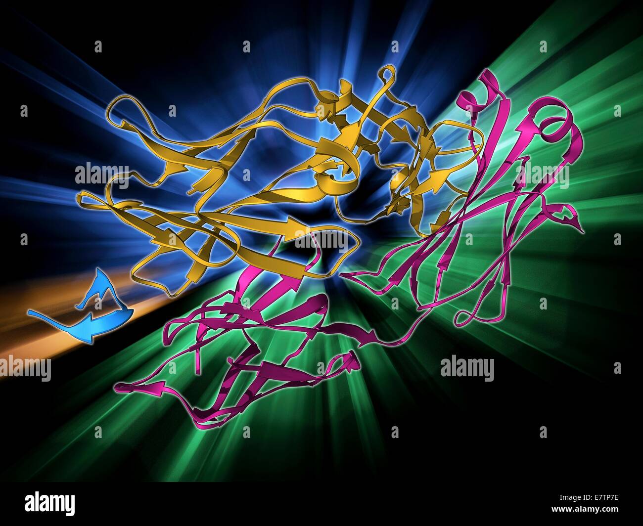 Hepatitis C glycoprotein and antibody. Molecular model of the E2