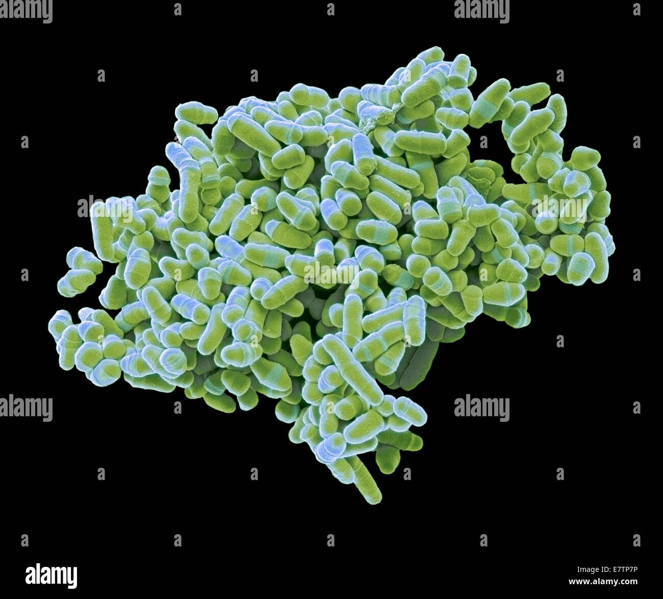 Coloured scanning electron micrograph (SEM) of Schizosaccharomyces