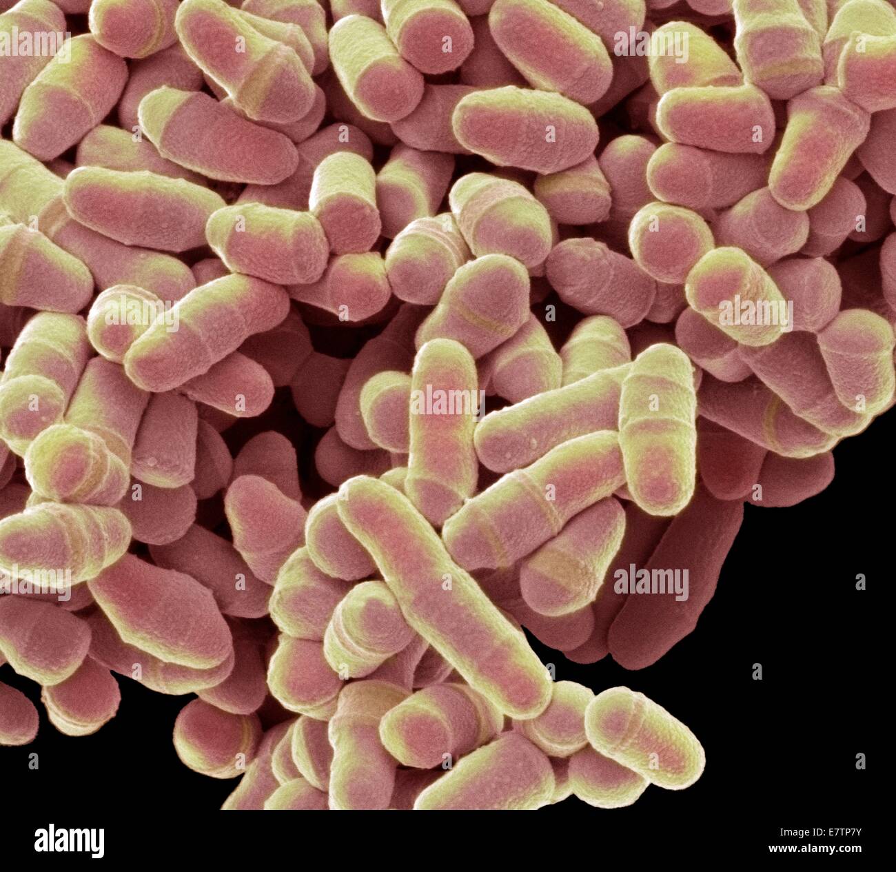 Coloured scanning electron micrograph (SEM) of Schizosaccharomyces pombe yeast. S. pombe is a single-celled fungus that is studied widely as a model organism for eukaryotic cell division. It is a rod-shaped yeast that grows by elongation at its ends. It r Stock Photo