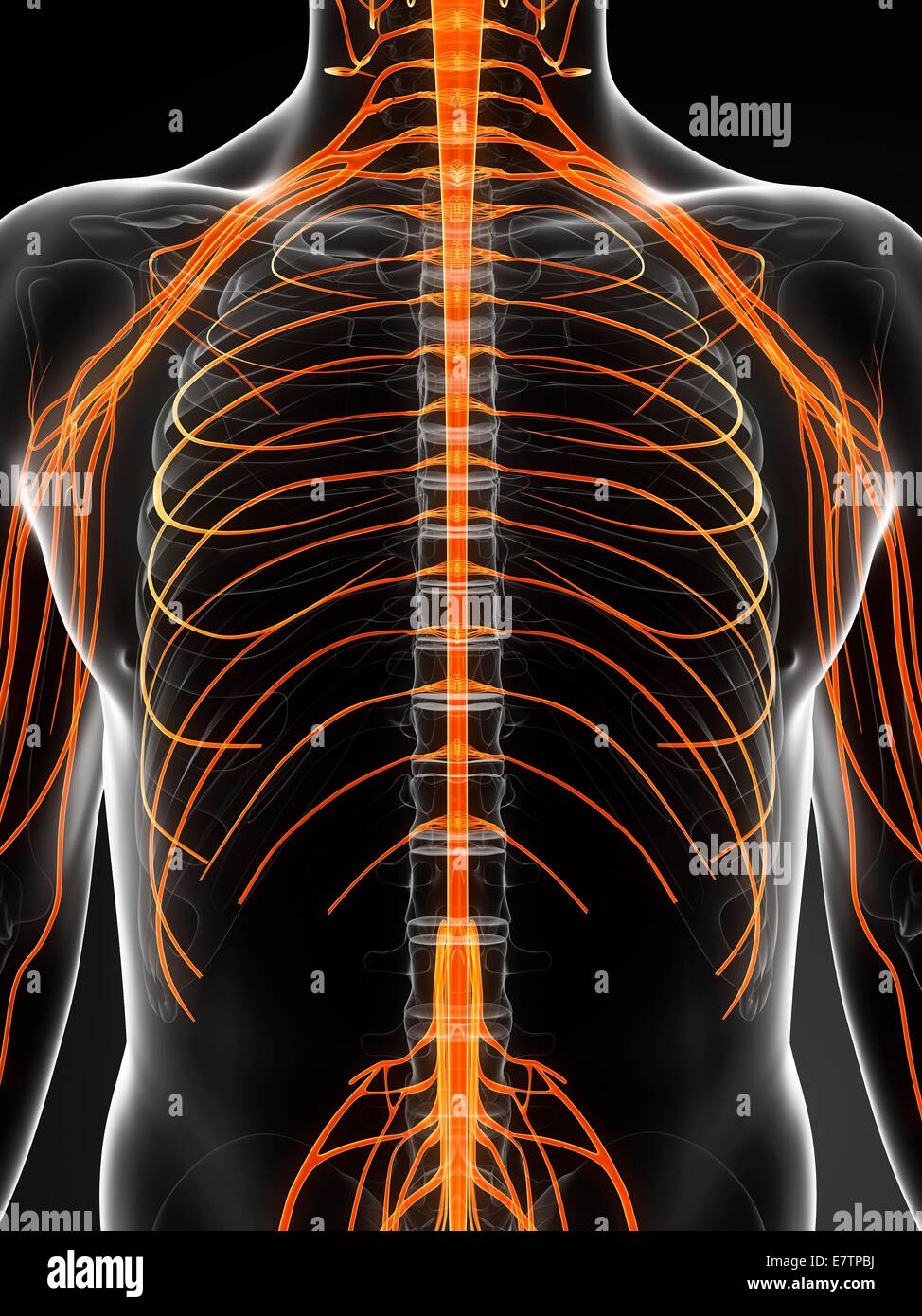 Human nervous system, computer artwork Stock Photo - Alamy
