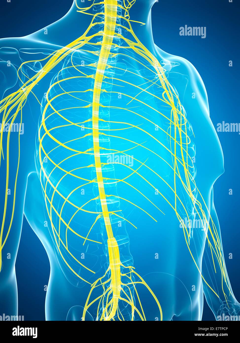 Human nervous system, computer artwork Stock Photo - Alamy