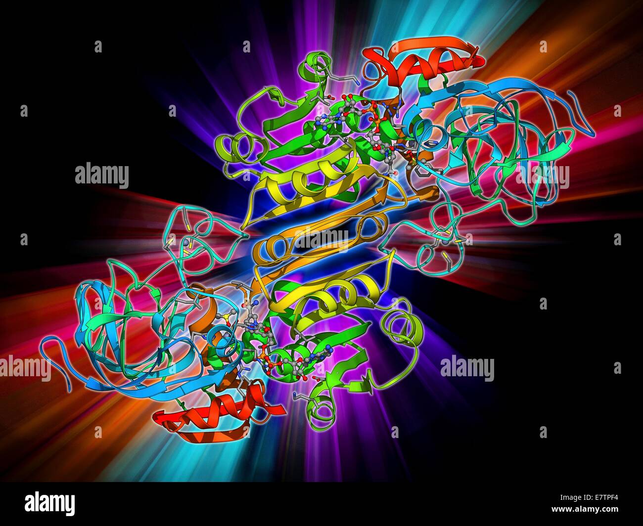 Alcohol dehydrogenase, molecular model. Alcohol dehydrogenase (ADH) is