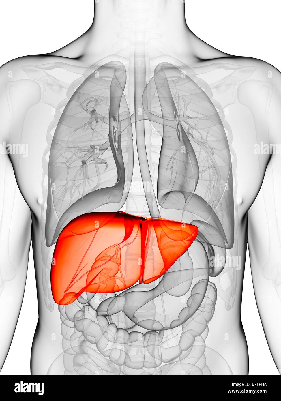 Human liver, computer artwork Stock Photo - Alamy