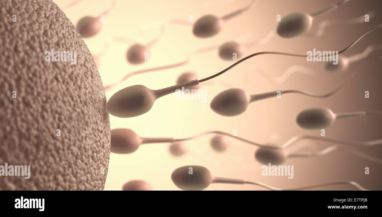 Human sperm and egg, conceptual artwork Stock Photo - Alamy