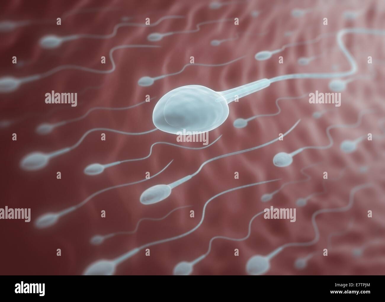 Human sperm, conceptual artwork. Stock Photo