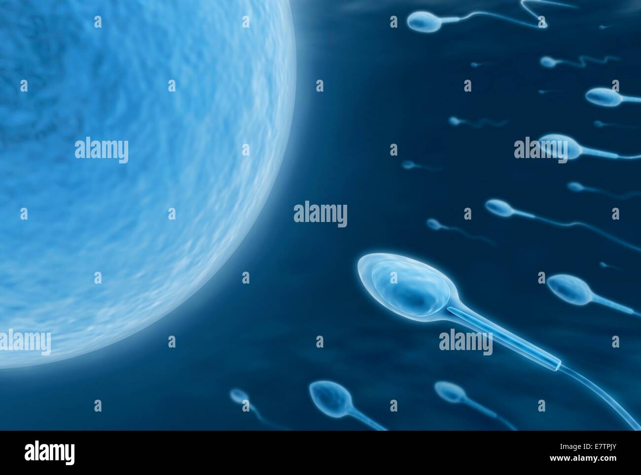 Human sperm and egg, conceptual artwork. Stock Photo