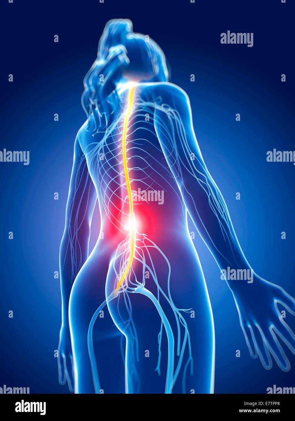 High angle view human skeletal hi-res stock photography and images - Alamy