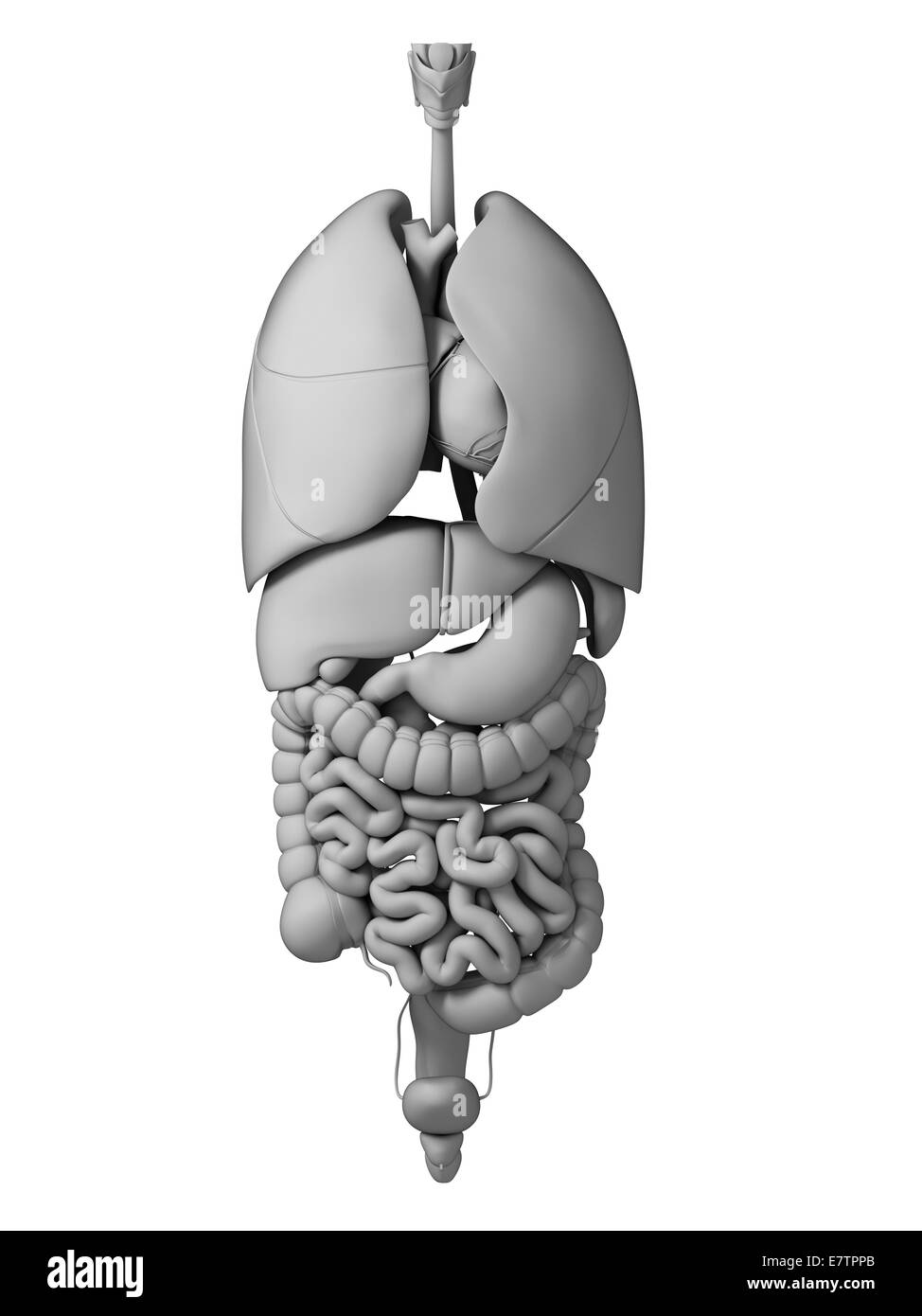 Human internal organs, computer artwork. Stock Photo