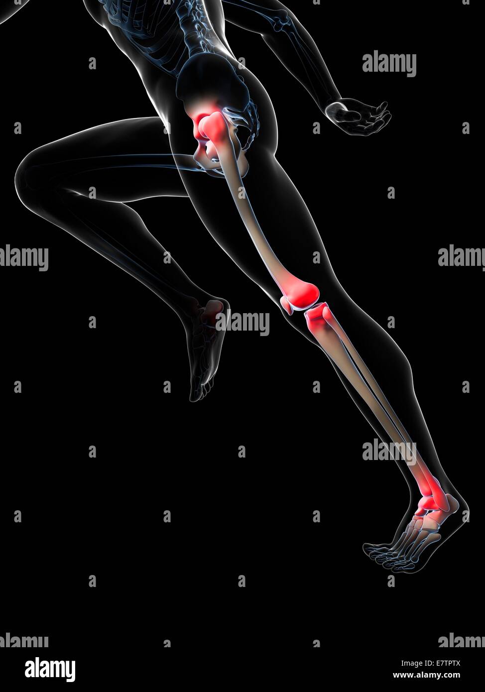 Running Joint Pattern Runner's joints, computer artwork Stock Photo - Alamy