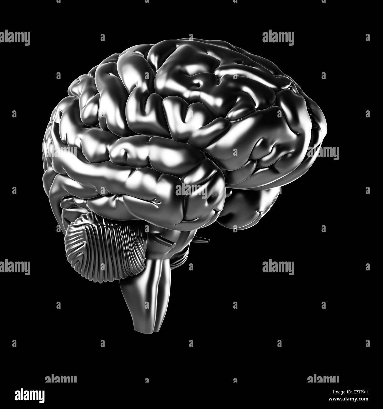 Human brain Black and White Stock Photos & Images - Alamy