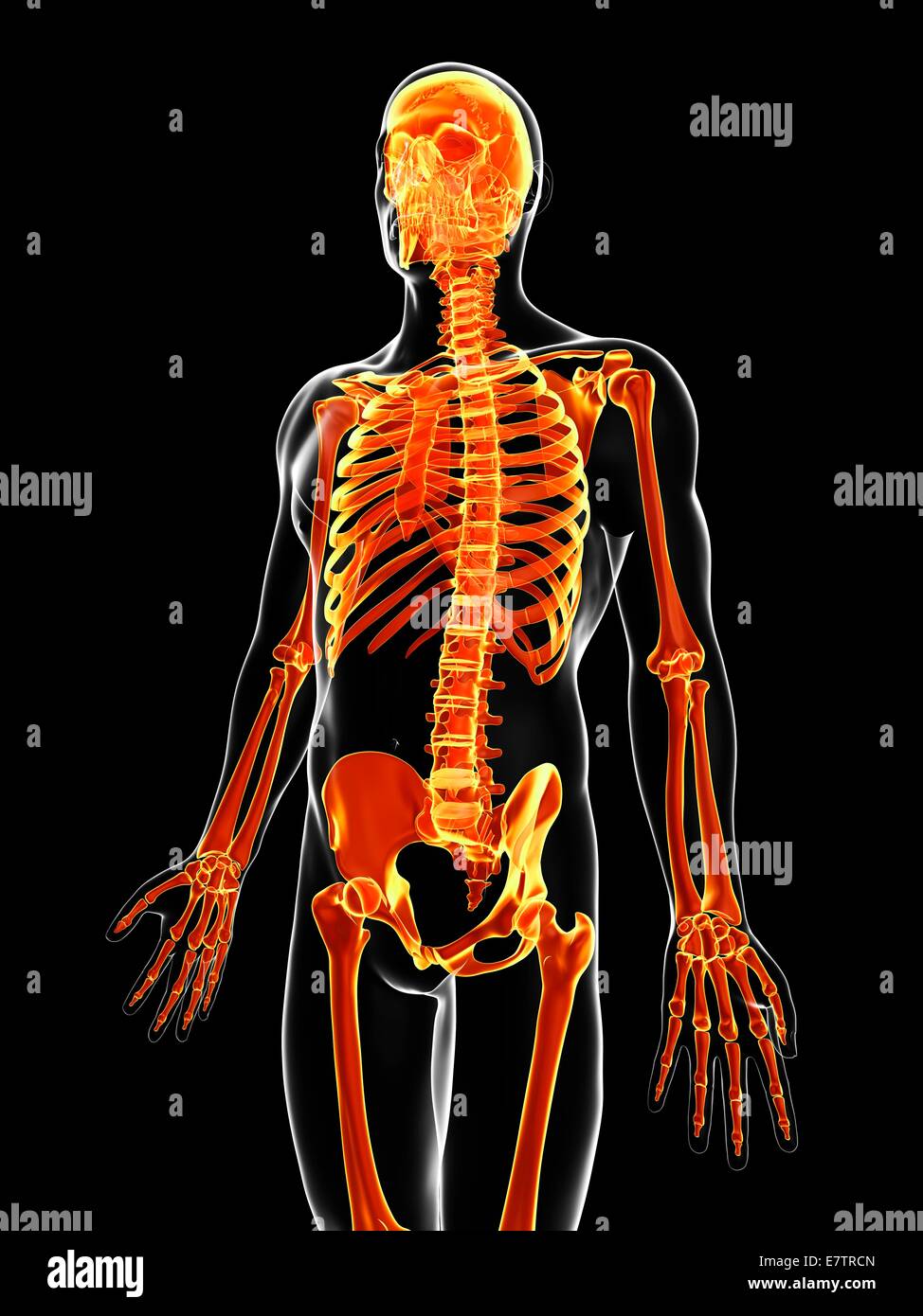 Human skeleton, computer artwork Stock Photo - Alamy