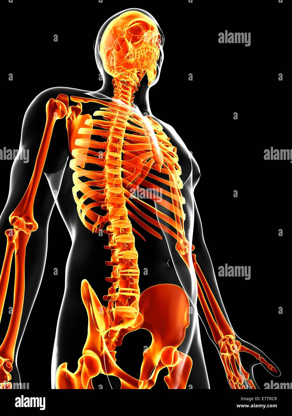 Human skeleton, computer artwork Stock Photo - Alamy