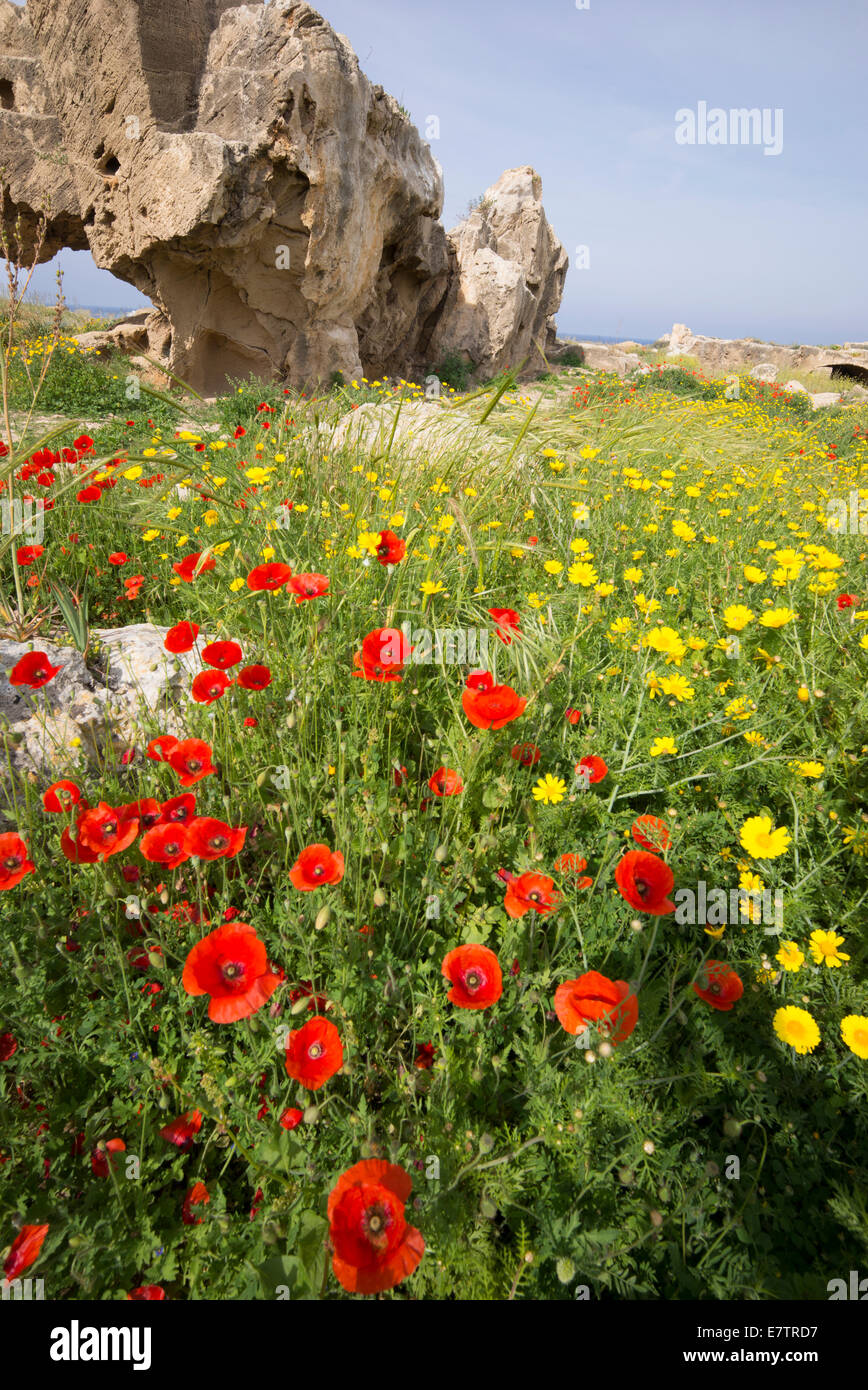 Spring flowers in cyprus hires stock photography and images Alamy