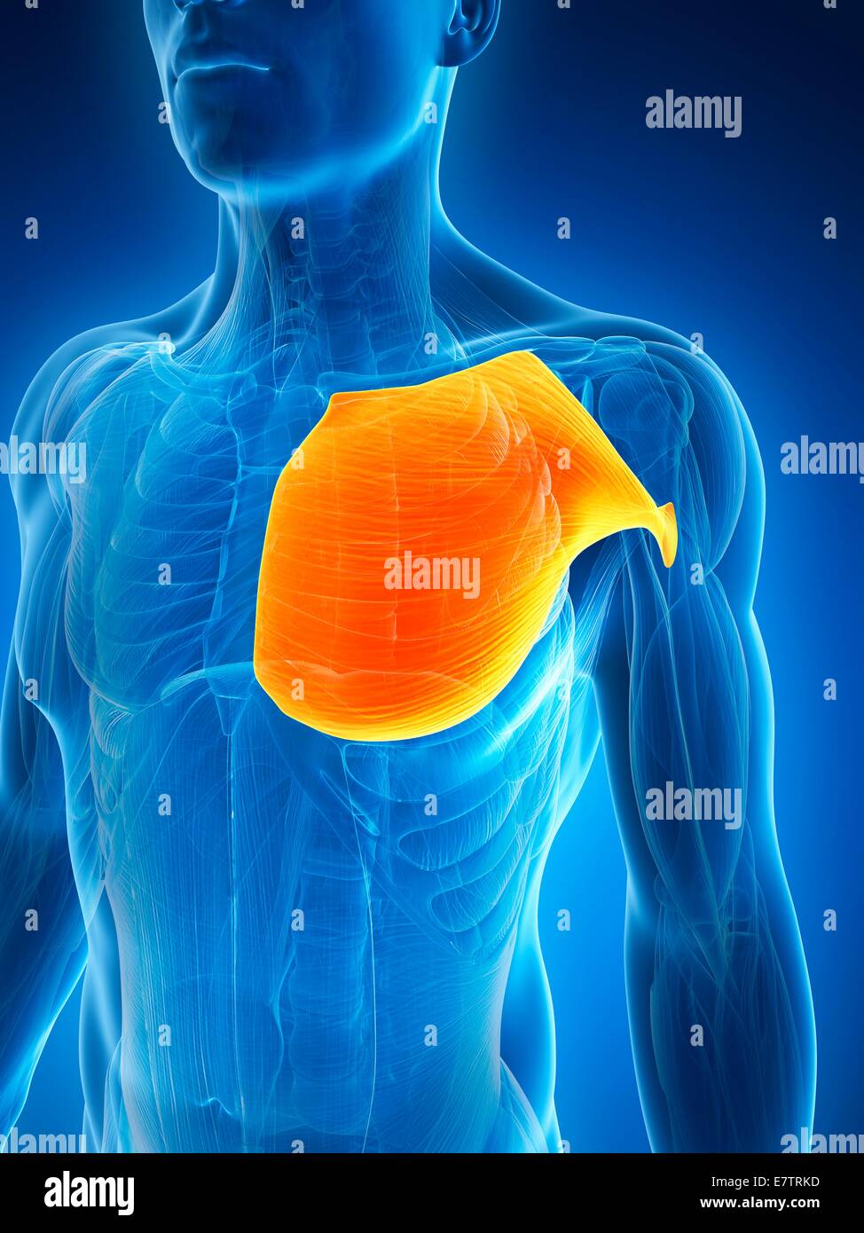 Human chest muscles, computer artwork Stock Photo Alamy