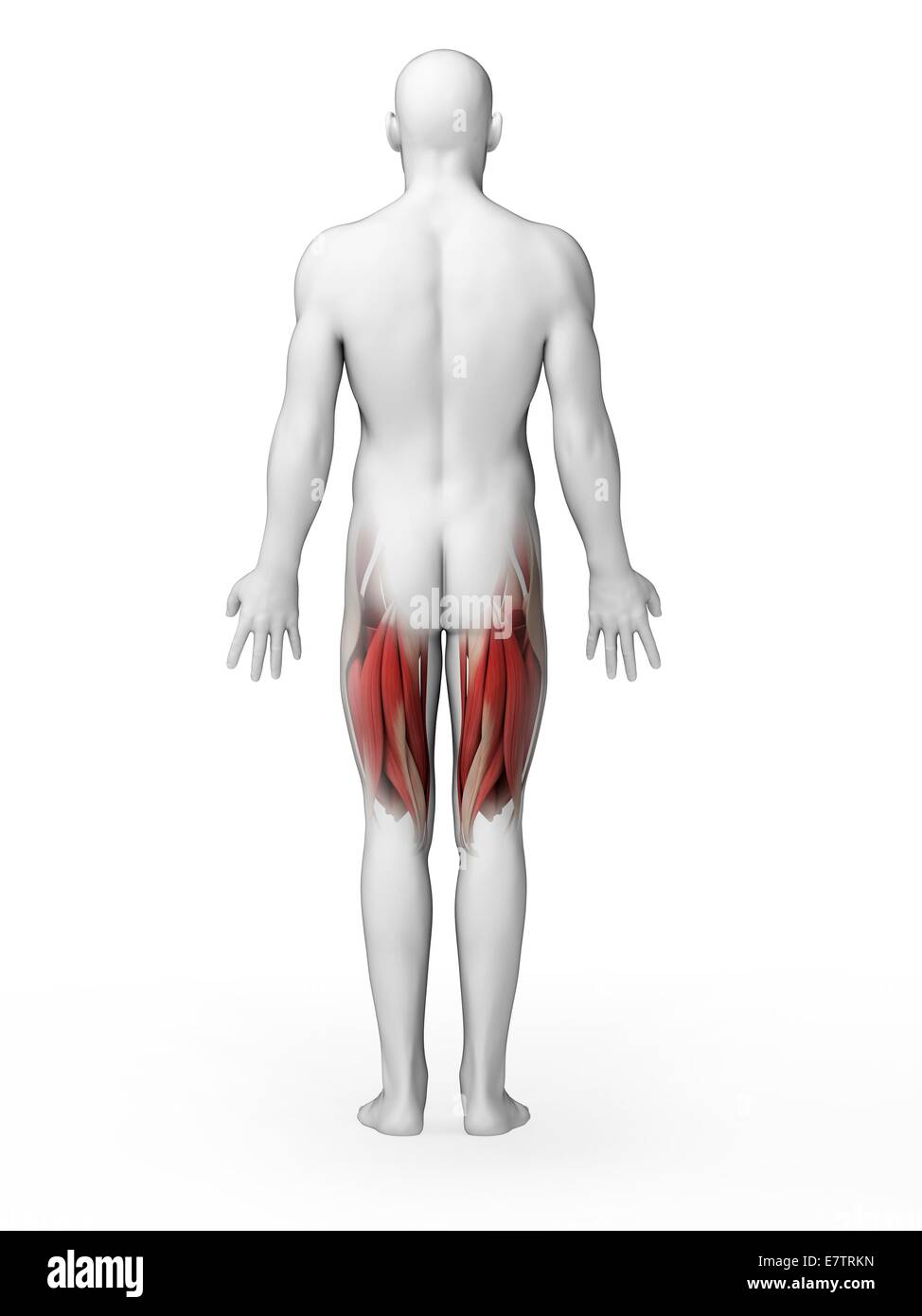 Human upper leg muscles, computer artwork. Stock Photo