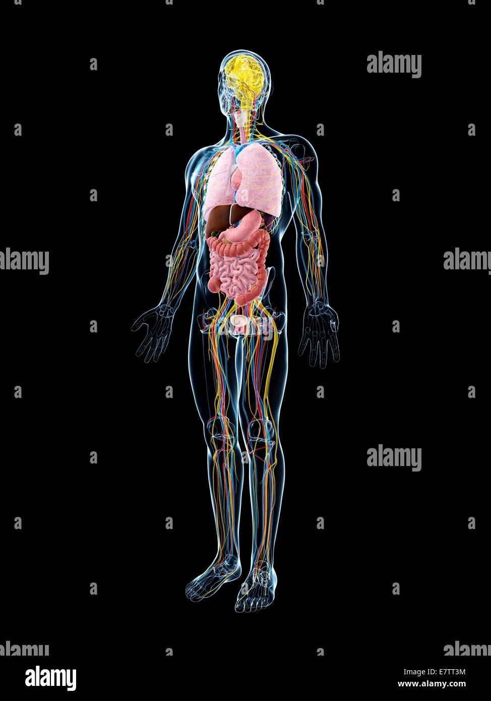 Human anatomy, computer artwork Stock Photo - Alamy