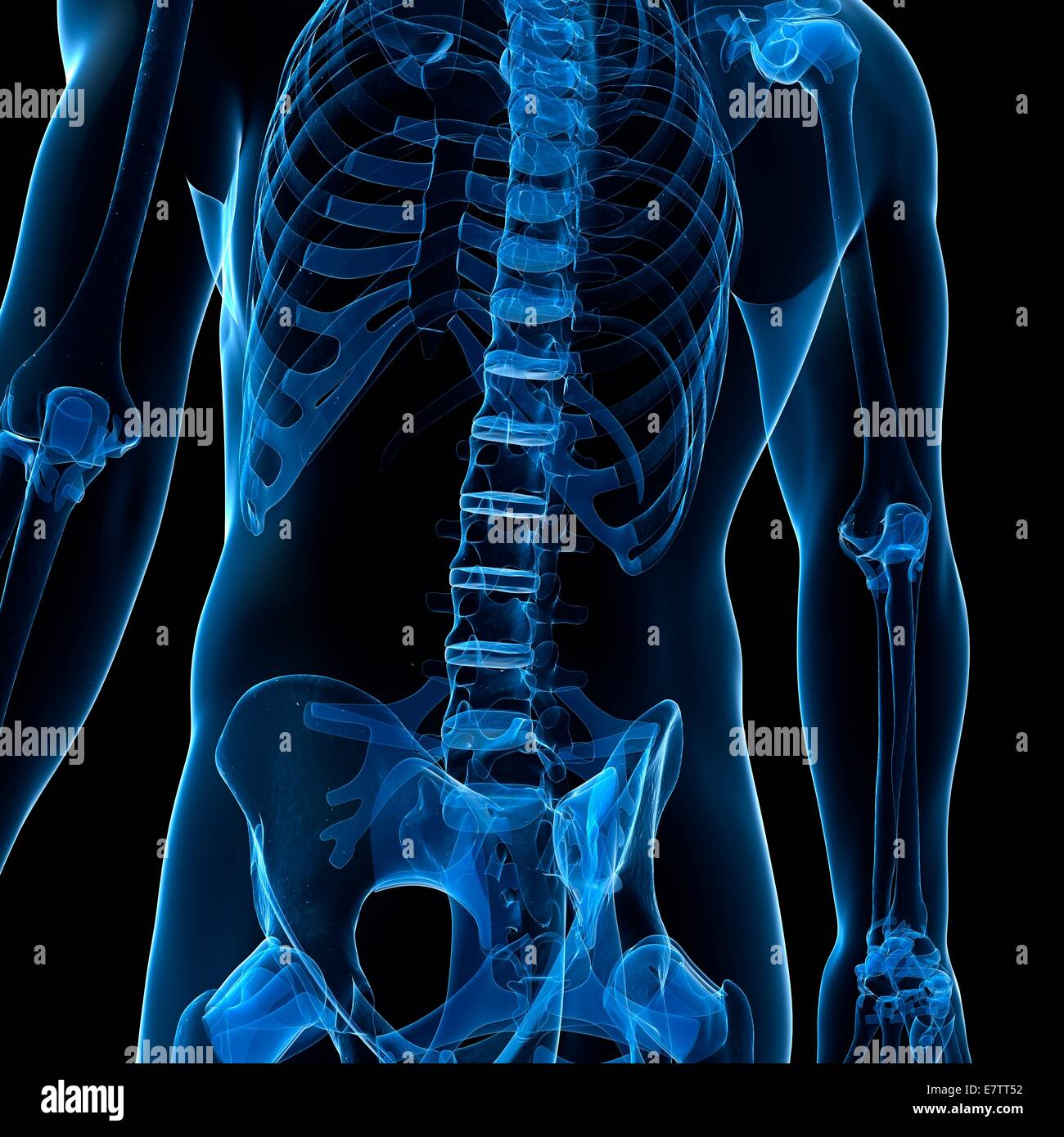 Human spine, computer artwork Stock Photo Alamy