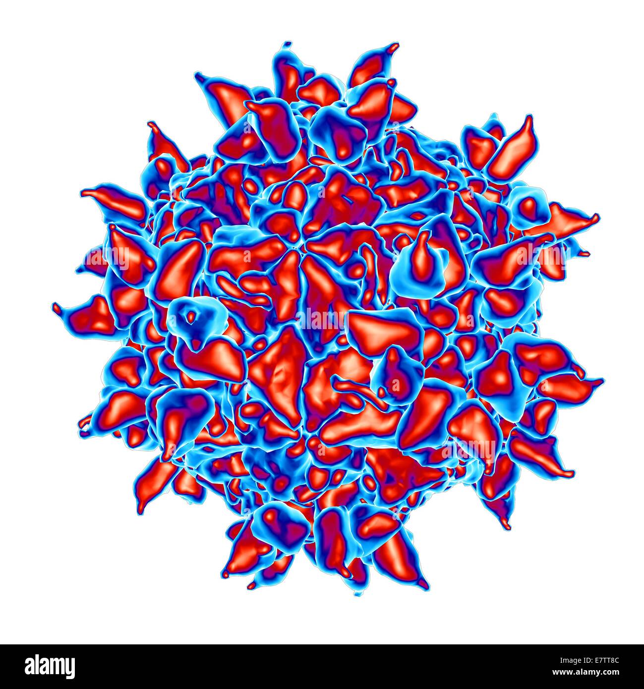 Human rhinovirus, computer artwork. Stock Photo