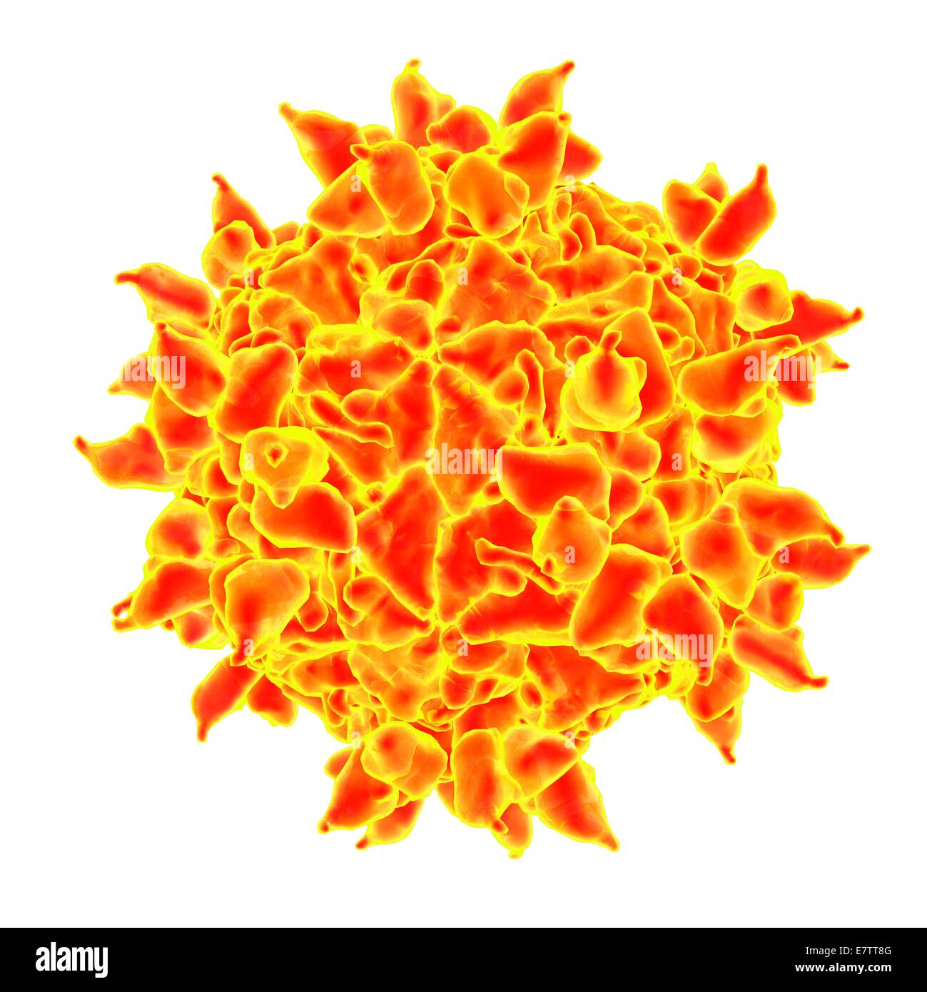 Human rhinovirus, computer artwork. Stock Photo
