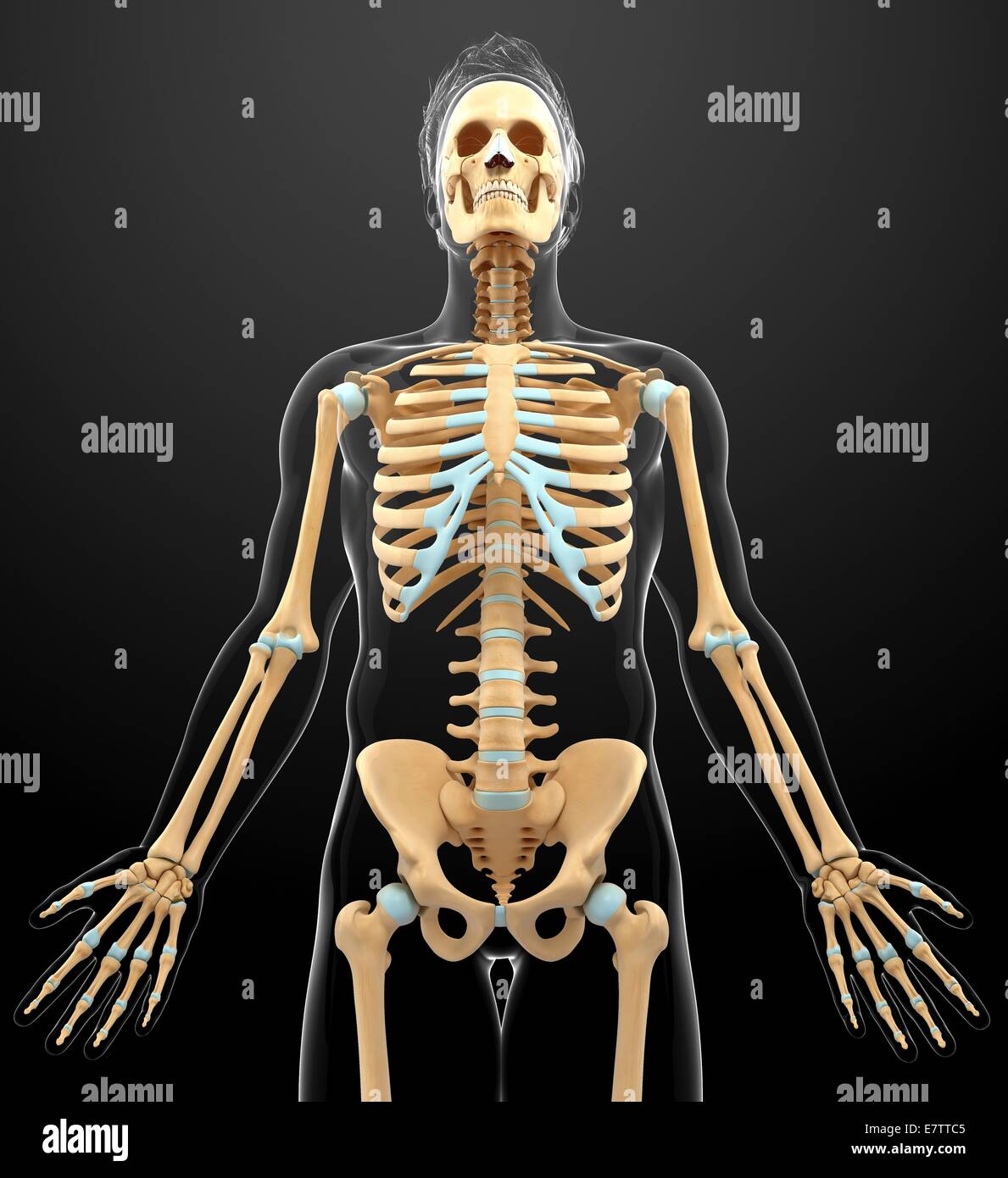 Human skeletal system, computer artwork Stock Photo - Alamy