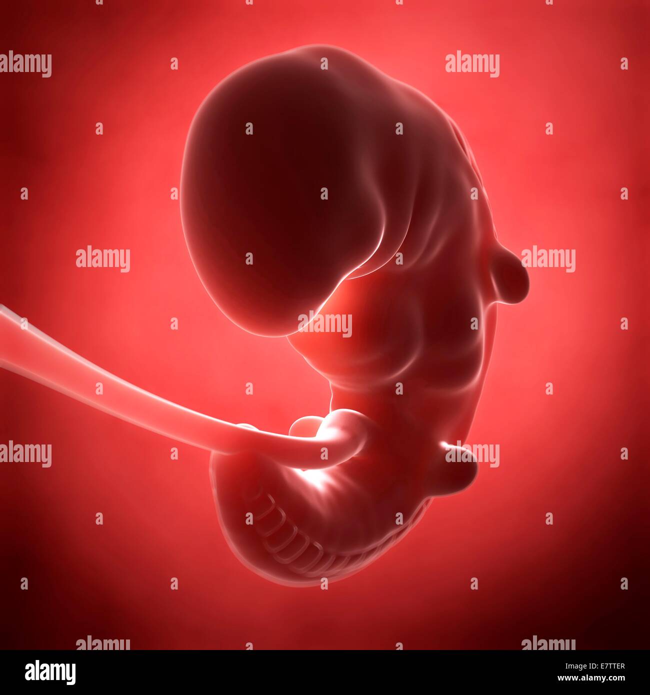 Human Fetal Development Month 1 Computer Artwork Stock Photo Alamy Human Fetal Development Month 1 Computer Artwork Stock Photo Alamy